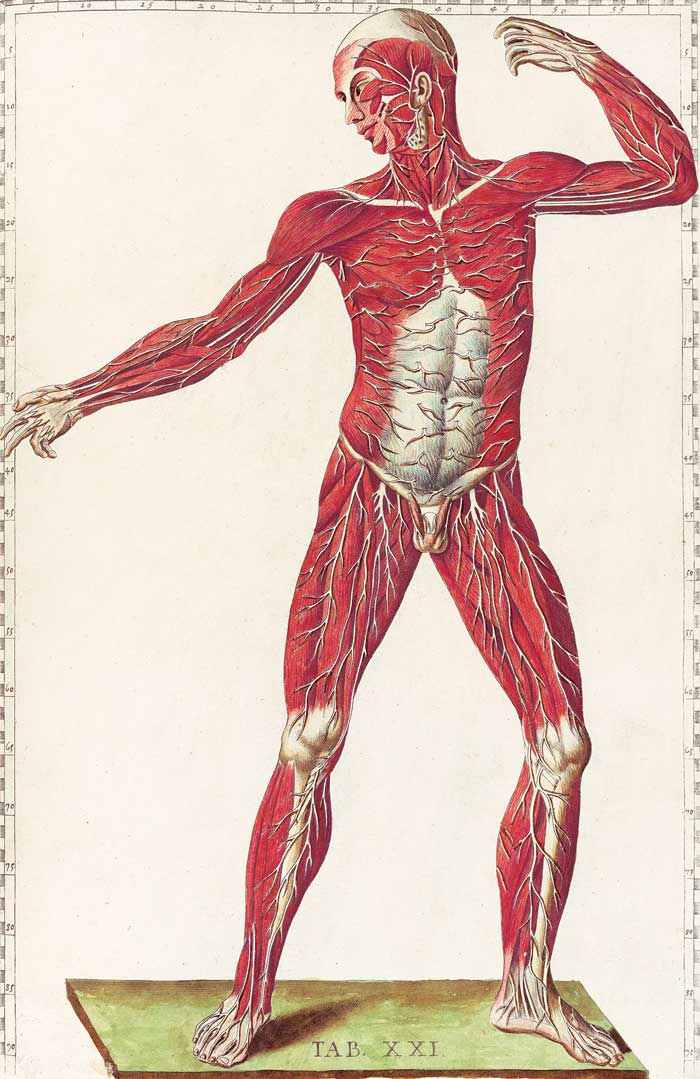 Bartholomeo Eustachi Tabulae anatomicae