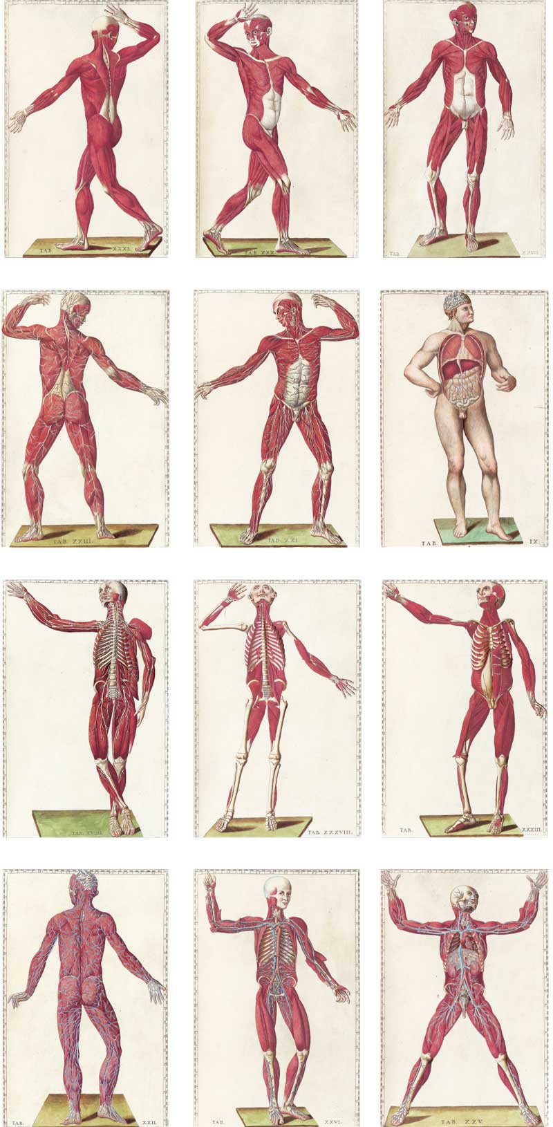 Eustachi's Tabulae anatomicae