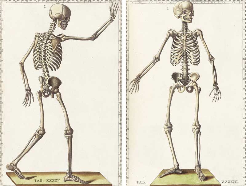 Eustatchi's skeletons